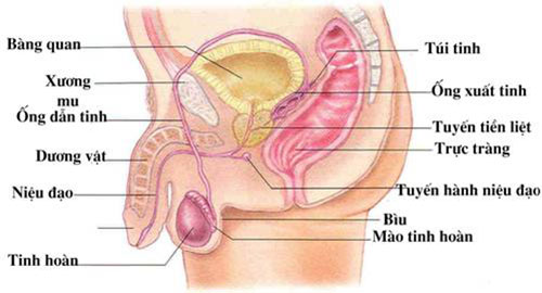 Cấu tạo bộ phận sinh dục nam bên trong và bên ngoài